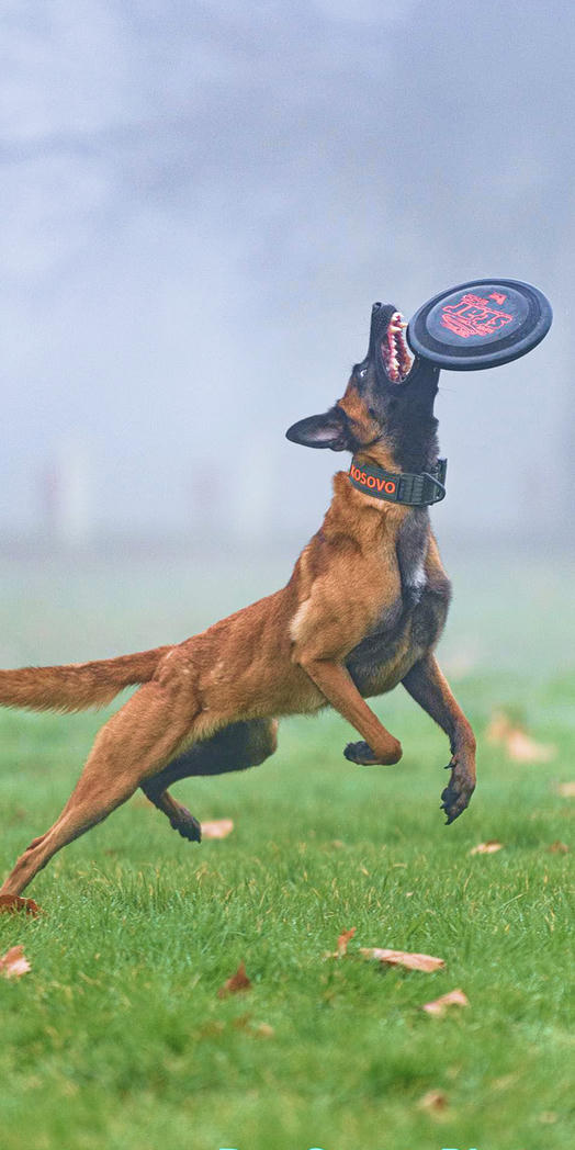 Jake's Malinois leaping for a frisbee
