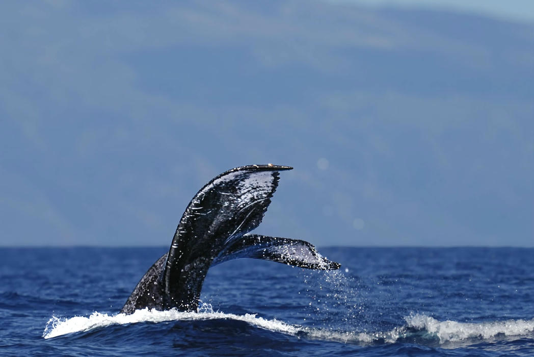 A humpback whale fluke breaching the water